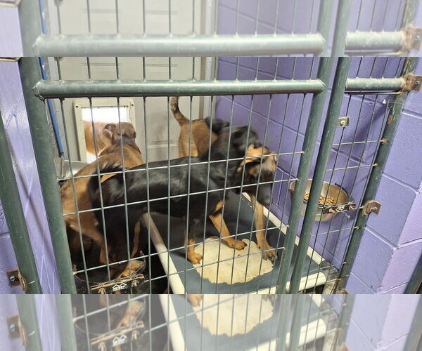 Medium Photo #19 Dachshund-Doberman Pinscher Mix Puppy For Sale in Sebec, ME, USA