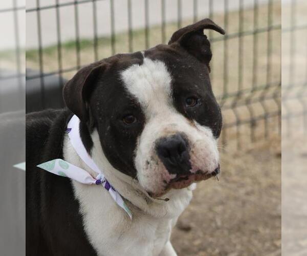 Medium Photo #1 American Staffordshire Terrier-Unknown Mix Puppy For Sale in San Antonio, TX, USA