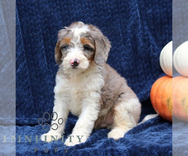 Medium Photo #3 Bernedoodle (Miniature) Puppy For Sale in NARVON, PA, USA