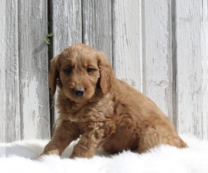 Goldendoodle Puppy for sale in MILLERSBURG, OH, USA