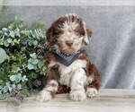 Small #2 Miniature Labradoodle