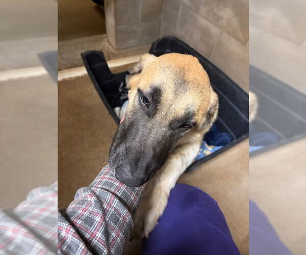 Medium Photo #2 Anatolian Shepherd-Great Pyrenees Mix Puppy For Sale in Winter Park, CO, USA