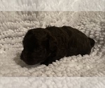 Small Photo #11 Havanese Puppy For Sale in ATHENS, GA, USA