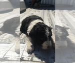 Small Photo #4 Aussiedoodle Puppy For Sale in FALKVILLE, AL, USA