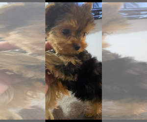 Yorkshire Terrier Puppy for sale in BETHLEHEM, GA, USA