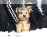 Puppy Gangster Yorkshire Terrier