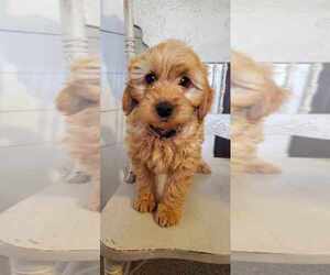 Goldendoodle (Miniature) Litter for sale in WESTVILLE, IN, USA