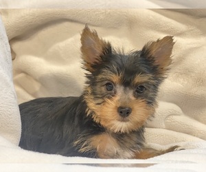 Yorkshire Terrier Puppy for sale in BRASELTON, GA, USA