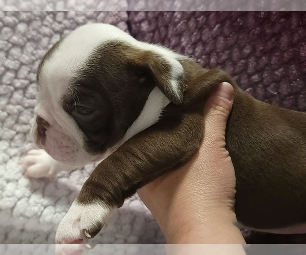 Medium Photo #6 Olde English Bulldogge Puppy For Sale in ATHOL, ID, USA