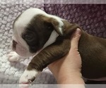 Small #5 Olde English Bulldogge