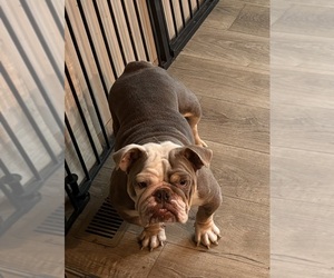Bulldog Puppy for sale in CLYMER, PA, USA