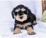 Puppy Wilber Schnauzer (Miniature)