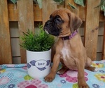 Small #1 Boxer