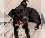 Small #4 American Pit Bull Terrier Mix