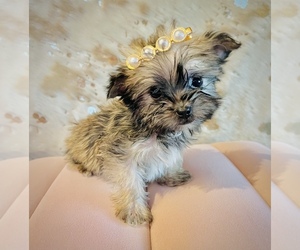 Morkie Puppy for sale in BATTLEFIELD, MO, USA