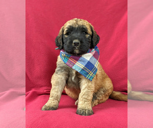 Saint Berdoodle Puppy for sale in PEACH BOTTOM, PA, USA