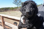 Small Photo #6 Airedoodle Puppy For Sale in FORT WORTH, TX, USA