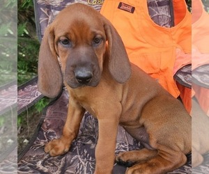 Redbone Coonhound Puppy for sale in DENVER, PA, USA