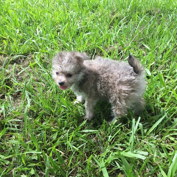 Medium Photo #1 Malchi Puppy For Sale in HOUSTON, TX, USA