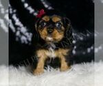 Small #3 Cavalier King Charles Spaniel