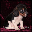 Small Photo #4 Beagle Puppy For Sale in COPPOCK, IA, USA