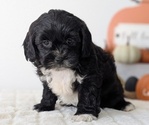 Small #6 ShihPoo