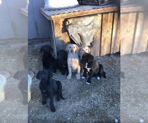 Golden Labrador-Labloodhound Mix Puppy for sale in DELTA, CO, USA