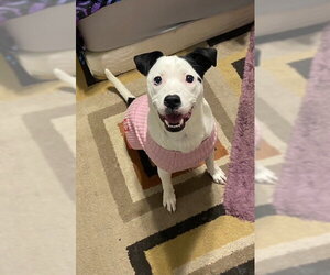 Caliente - Female Mutt Dog for Adoption - Photo #13