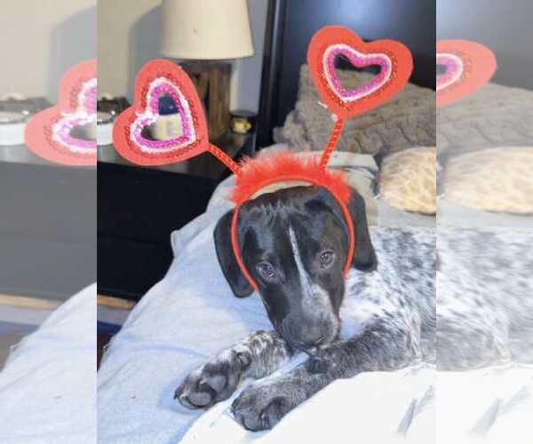 Medium Photo #11 Bluetick Coonhound-Unknown Mix Puppy For Sale in pomfret, CT, USA