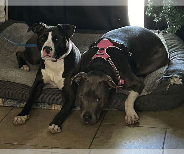 Medium Photo #5 French Bulloxer Puppy For Sale in Chandler, AZ, USA