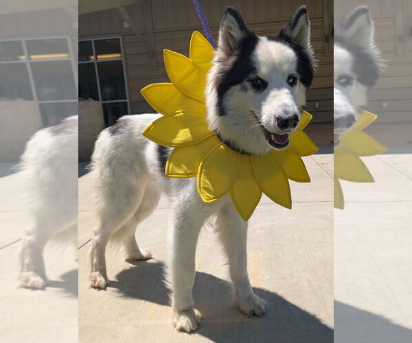 Medium Photo #2 Siberian Husky Puppy For Sale in Salinas, CA, USA