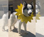 Small #1 Siberian Husky