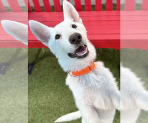 Siberian Husky-Unknown Mix Dogs for adoption in Woodbury, NY, USA