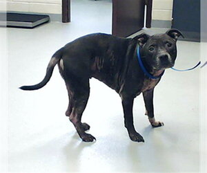 Mutt Dogs for adoption in Fayetteville, NC, USA