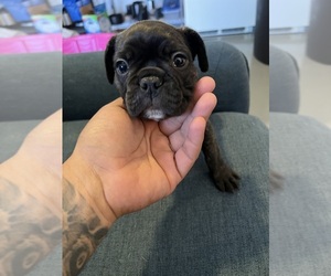 French Bulldog Puppy for sale in SPRING VALLEY, CA, USA