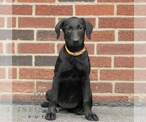 Labrador Retriever Puppy for sale in NEW HOLLAND, PA, USA