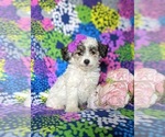 Small Photo #2 Bichpoo Puppy For Sale in NOTTINGHAM, PA, USA