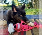 Small #3 Alaskan Husky-Alaskan Malamute Mix