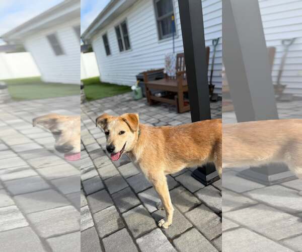 Medium Photo #2 Mutt Puppy For Sale in Woodbury, NY, USA