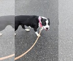 Small #7 American Boston Bull Terrier