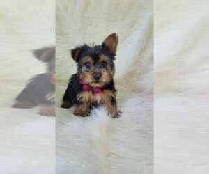 Yorkshire Terrier Puppy for sale in INDIANAPOLIS, IN, USA