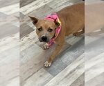 Small American Pit Bull Terrier Mix