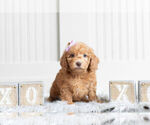 Small Photo #6 Goldendoodle (Miniature) Puppy For Sale in WARSAW, IN, USA
