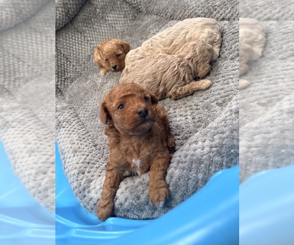 Medium Photo #3 Poodle (Toy) Puppy For Sale in EXCELSIOR SPRINGS, MO, USA