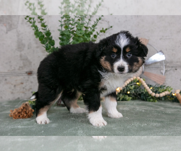 Medium Photo #3 Australian Shepherd Puppy For Sale in CAMDEN, MI, USA