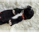 Small #108 Bernedoodle