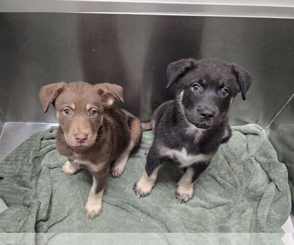 Medium Photo #19 German Shepherd Dog-Siberian Husky Mix Puppy For Sale in McDonough, GA, USA