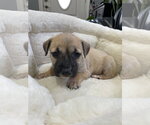 Small #18 Mutt