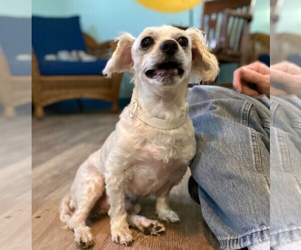 Medium Photo #4 Maltese-Unknown Mix Puppy For Sale in Pacolet, SC, USA