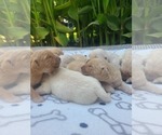 Small Photo #11 Golden Retriever Puppy For Sale in ELVERTA, CA, USA